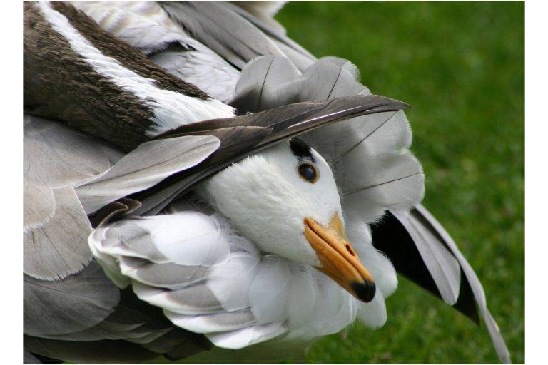 Emma Darban: Preening